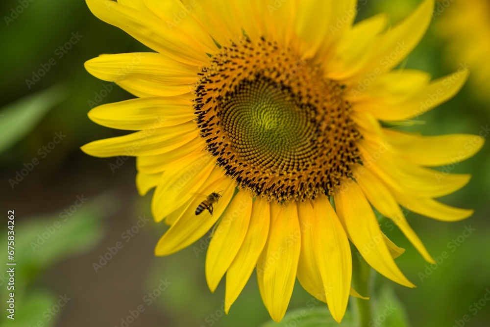 Selective focus shot of a bee collecting pollen from a sunflower Selective focus shot of a bee collecting pollen from a sunflower