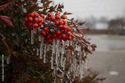 Shallow focus shot of ice-covered rowanberries