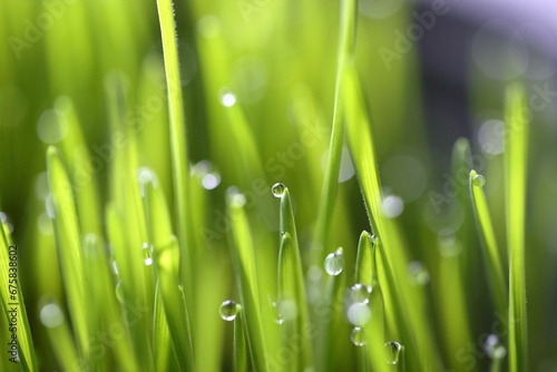 water droplets sit on the top of the green grass,