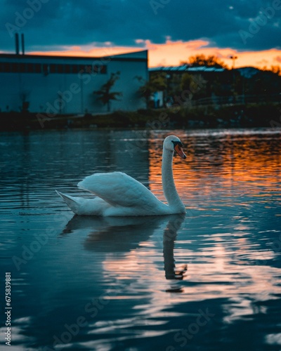 Graceful mute swan gliding across a tranquil body of water during a picturesque dusk scene.