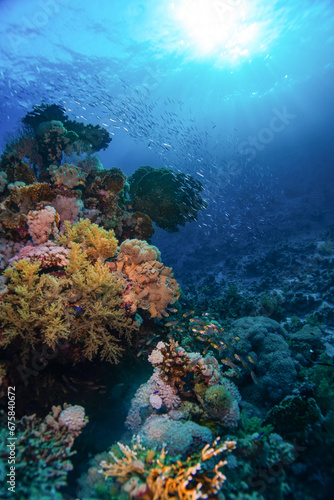 School of reef fish passing beautiful corals in the Red Sea © ThomasBang