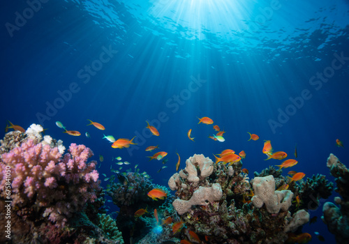 Fototapeta Naklejka Na Ścianę i Meble -  Beautiful coral reef fish on top of colorful corals in the Red Sea in Egypt