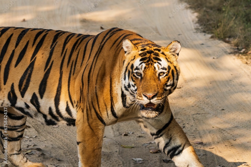 Obraz premium Majestic Neela Nala tiger in its natural habitat in the Kanha National Park in India