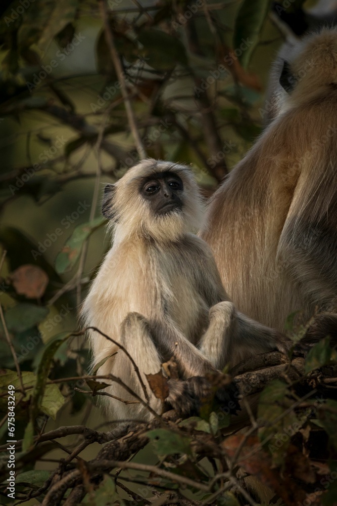 Monkey baby sitting one a tree, Kanha National Park