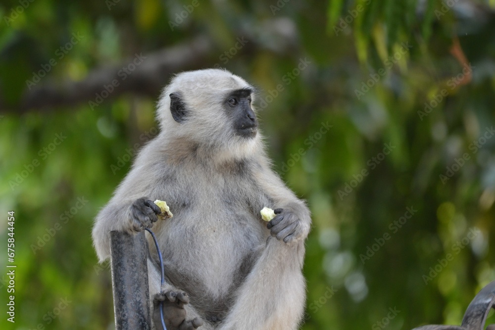 Langur or the Colobinae  leaf-eating monkeys are a subfamily of the Old World monkey