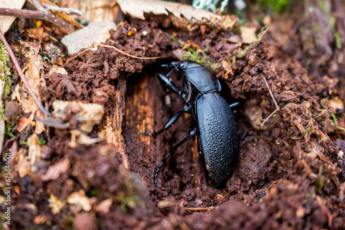 Large black Carabus coriaceus beetle on a rotten stump after winter photo