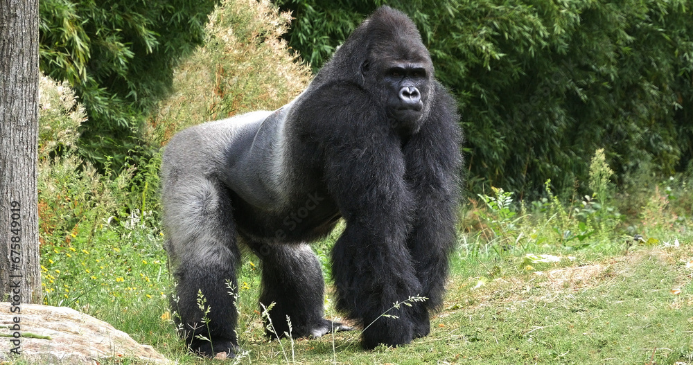 Eastern Lowland Gorilla, gorilla gorilla graueri, Silverback Male