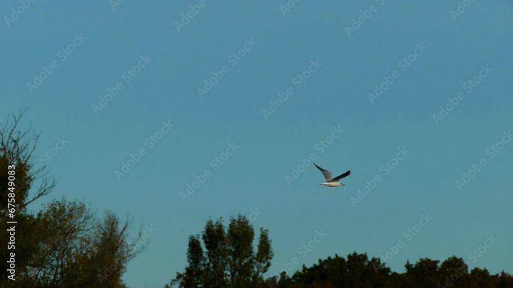 A seagull flies in slow motion. Bird watching. Wild nature footage gull. A seagull flies in slow motion. Bird watching. Wild nature footage gull.