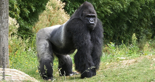 Eastern Lowland Gorilla, gorilla gorilla graueri, Silverback Male