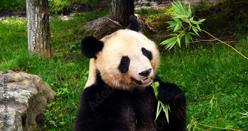 Giant Panda, ailuropoda melanoleuca, Adult eating Bamboo Branch © slowmotiongli