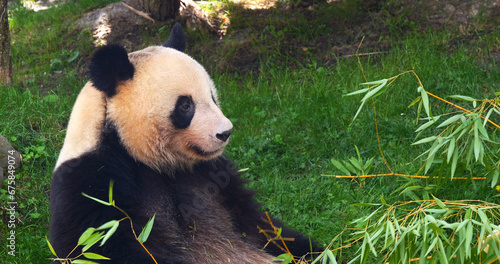 Giant Panda  ailuropoda melanoleuca  Adult eating Bamboo Branch