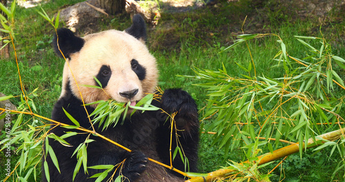 Giant Panda, ailuropoda melanoleuca, Adult eating Bamboo Branch