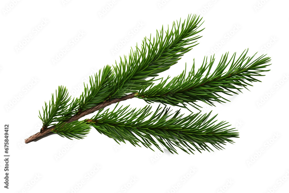 Christmas fir tree branch isolated Christmas fir tree branch isolated