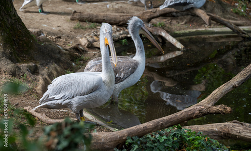 Two pelicans are standing by the water. photo