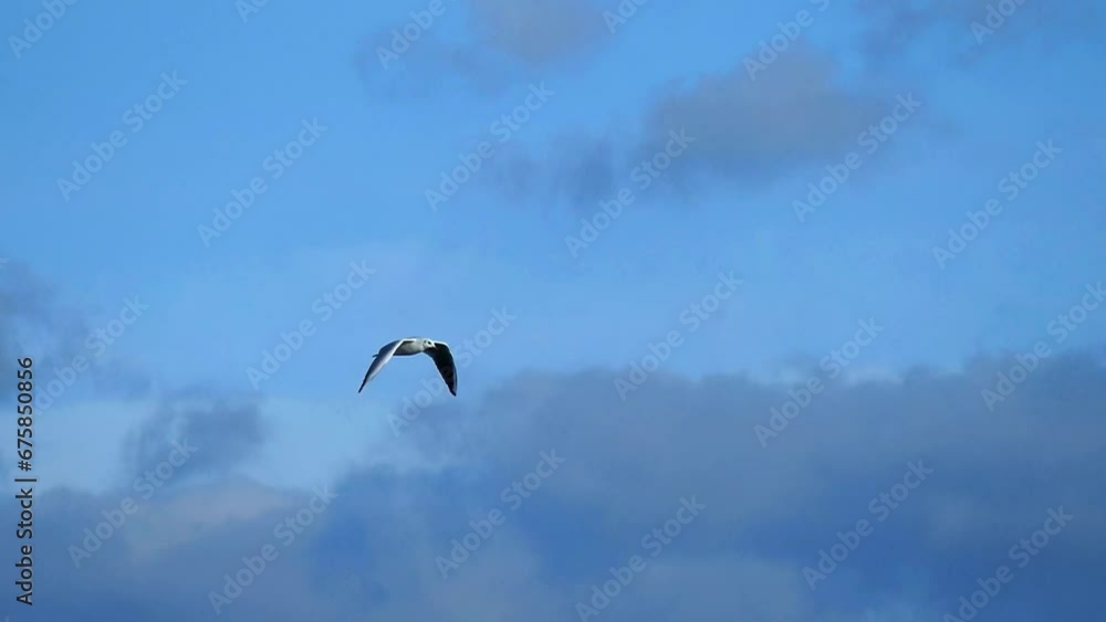 A seagull flies in the blue sky in slow motion. Bird watching. Wild nature footage gull. A seagull flies in the blue sky in slow motion. Bird watching. Wild nature footage gull.