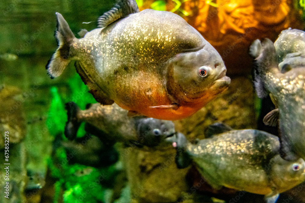 The red-bellied piranha is one of the most famous fish due to its dangerousness, since it has powerful jaws that can devour a person. The red-bellied piranha is one of the most famous fish due to its dangerousness, since it has powerful jaws that can devour a person.