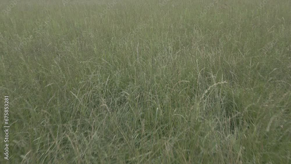 Close up of fresh green grass dancing on wind amazing nature scape chill out therapy relaxing big size high quality botanical footage cinematography Close up of fresh green grass dancing on wind amazing nature scape chill out therapy relaxing big size high quality botanical footage cinematography