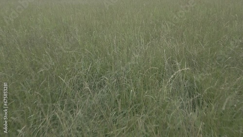 Close up of fresh green grass dancing on wind amazing nature scape chill out therapy relaxing big size high quality botanical footage cinematography