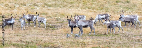 herd of young reindeer in a field  in northern Norwa