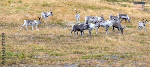 herd of young reindeer in pasture in northern Norway