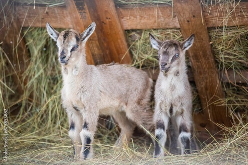 Baby goats standing in a stack of hay near a wooden fence in a rural setting