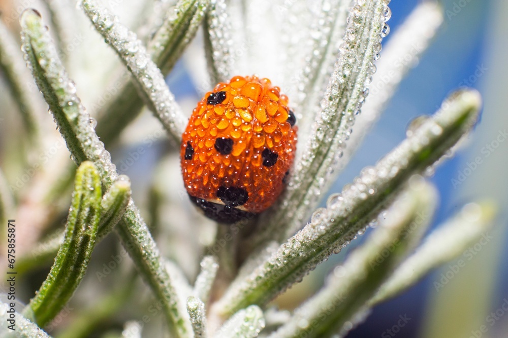 Obraz premium Ladybird perched on a fresh, green plant covered in morning dew, set against a natural background