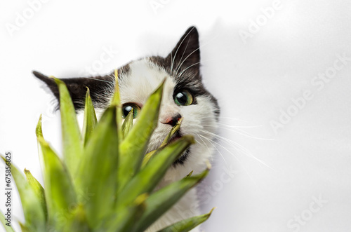 Tablou pe pânză black and white cat nibbles on green leaves of pineapple