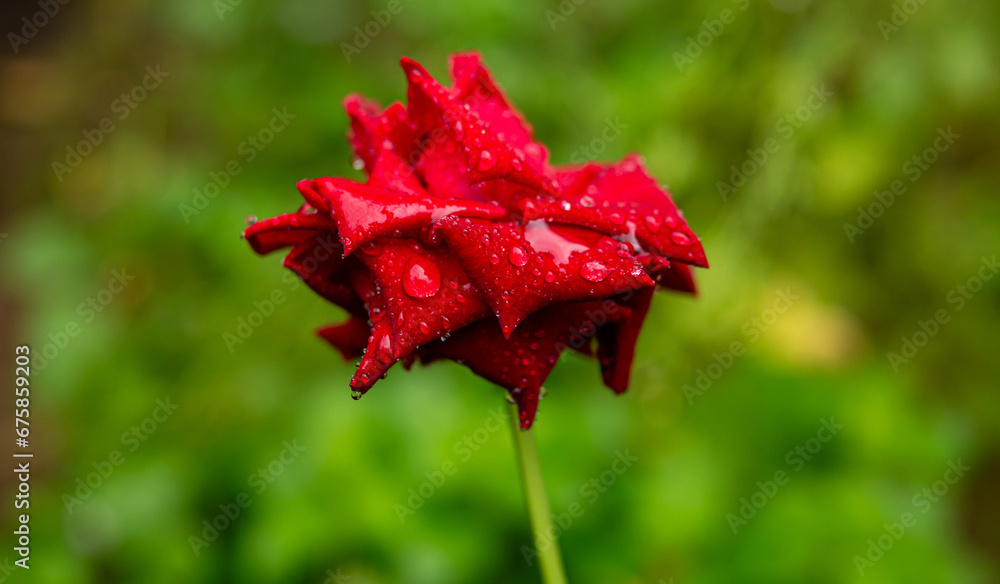 Close-up of Beautiful bright one red rose in dew drops after rain in the spring garden outdoors and green leaf blur in background Close-up of Beautiful bright one red rose in dew drops after rain in the spring garden outdoors and green leaf blur in background