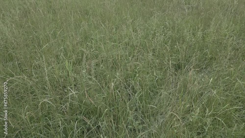Close up of fresh green grass dancing on wind amazing nature scape chill out therapy relaxing big size high quality botanical footage cinematography