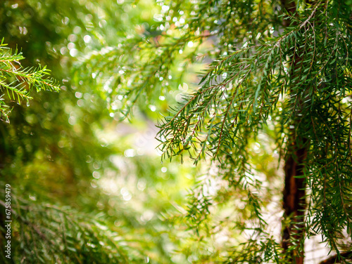 Abstract background of a green pine tree Christmas natural bokeh, Beautiful abstract natural background. Defocused blurry sunny foliage of green pine trees Christmas background.