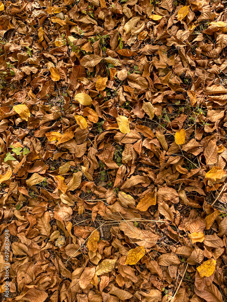 Top view of fallen yellow leaves in autumn.