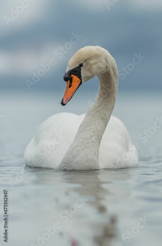 Magestic swan on lake geneva