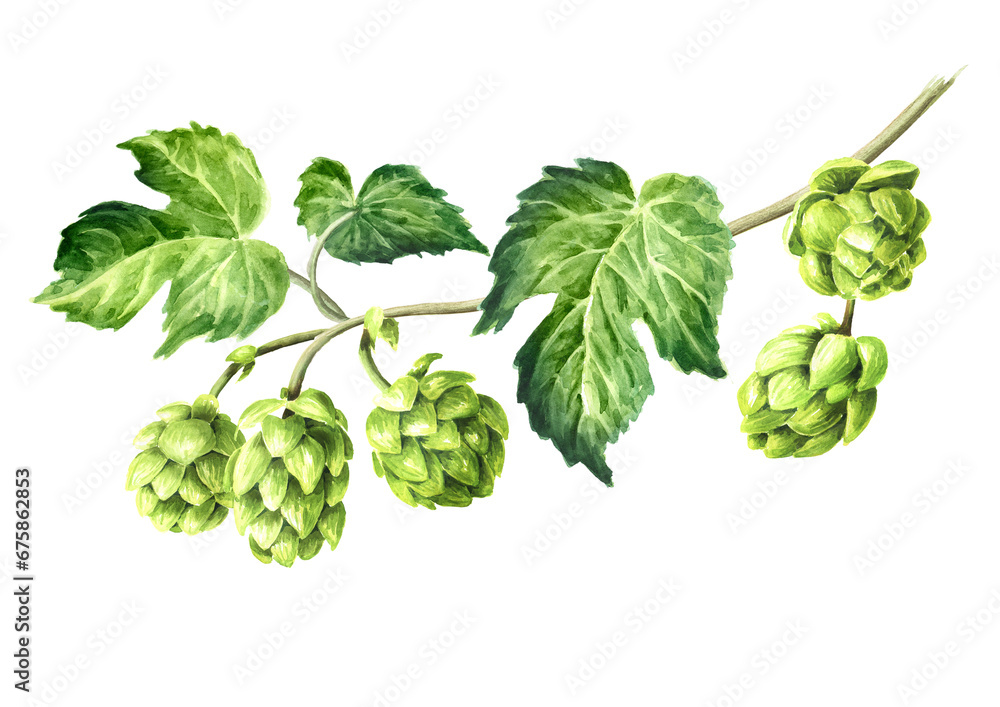 Fresh green hops branch (Humulus lupulus) and hop leaves, Hand drawn watercolor illustration isolated on white background Fresh green hops branch (Humulus lupulus) and hop leaves, Hand drawn watercolor illustration isolated on white background