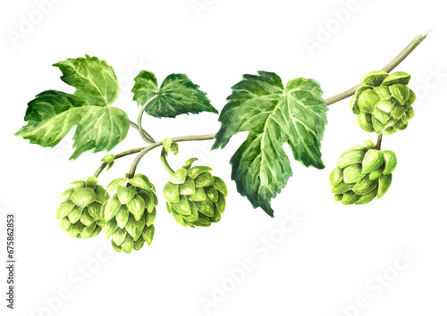 Fresh green hops branch (Humulus lupulus) and hop leaves, Hand drawn watercolor illustration isolated on white background