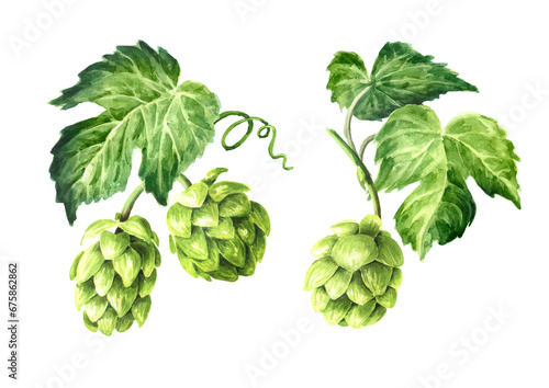 Fresh green hops branch (Humulus lupulus) and hop leaves set, Hand drawn watercolor illustration isolated on white background