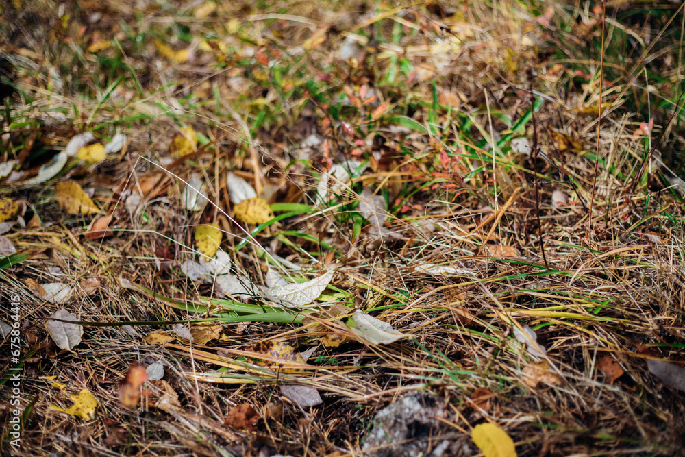 The first fallen dry leaves, green grass of the forest or city park. Autumn picturesque background of nature foliage. October. The concept of autumn. The first fallen dry leaves, green grass of the forest or city park. Autumn picturesque background of nature foliage. October. The concept of autumn.
