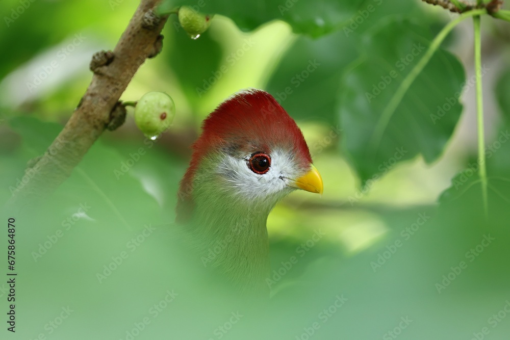 Fototapeta premium Small red-crested turaco (Tauraco erythrolophus) perched upon a tree branch