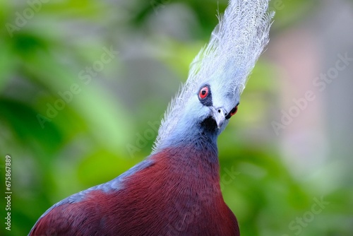 Closeup shot of a Scheepmaker's crowned pigeon sitting perched in its natural environment. photo