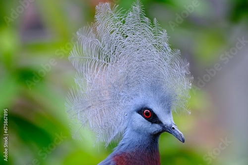 Closeup shot of a Scheepmaker's crowned pigeon sitting perched in its natural environment.