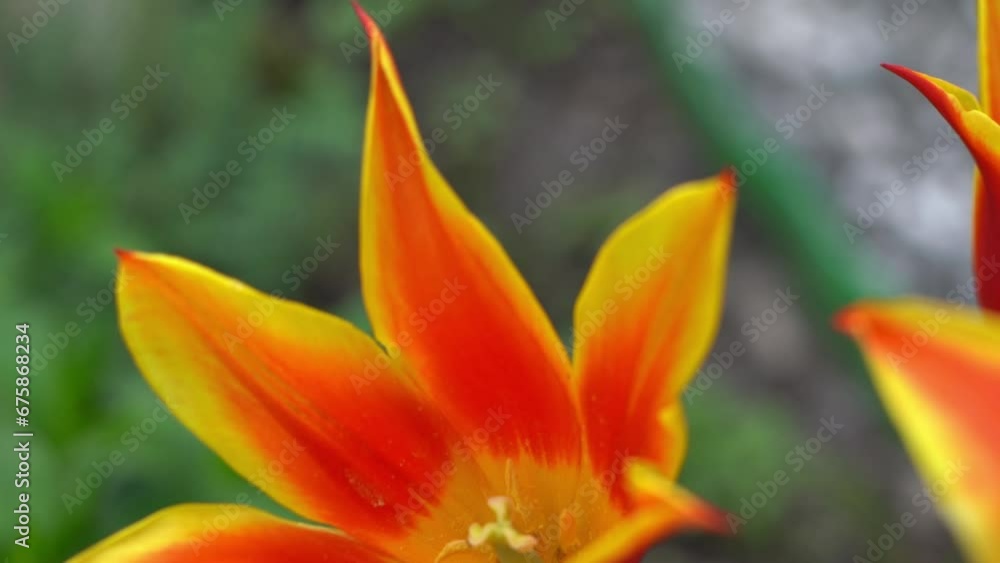 Yellow red tulips of an unusual rare variety. Open flower buds. Spring flower background. Petal flora nature. Blooming bud on flowerbed green garden. Tulip closeup. Yellow red tulips of an unusual rare variety. Open flower buds. Spring flower background. Petal flora nature. Blooming bud on flowerbed green garden. Tulip closeup.