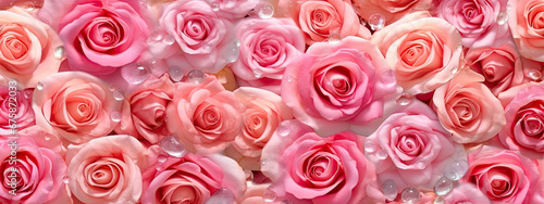 Background pink roses with water drops.