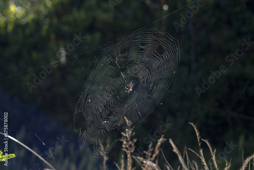 Spider web 