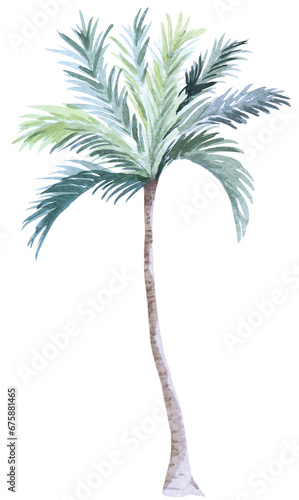 Coconut tree painted watercolor.Tropical beach palm tree.