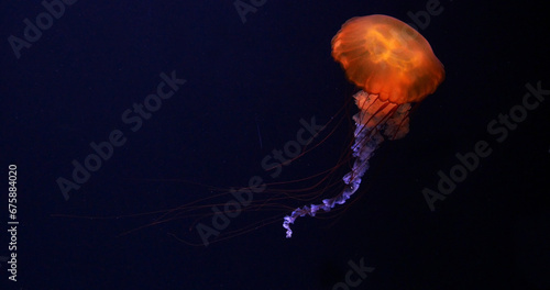 Black Jellyfish or Black Sea Nettle, Pacific Ocean, chrysaora achlyos, Seawater Aquarium in France © slowmotiongli