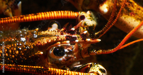 Lobster, homarus gammarus, Adult in a Seawater Aquarium in France