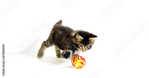 Brown Blotched Tabby Maine Coon Domestic Cat, Kitten playing against White Background, Normandy in France
