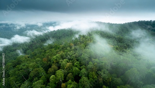 image from above of the forest full of fog, only being able to see the tips of the trees