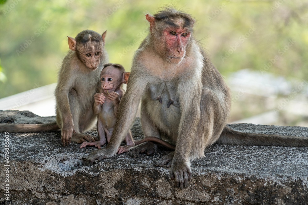 Group of monkeys perched atop a tree in the lush green Sanjay Gandhi National Park in Mumbai, India