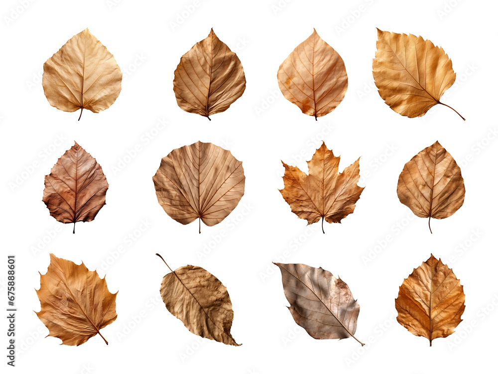 Obraz premium Collection of autumn-dried leaves isolated on a transparent background