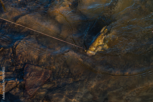 Fotografía Fish in water on fishing line, hocked by the mouth, selective focus fishing back